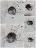 Котята шотландские вислоухие - Вся Беларусь - 263633 - Доска объявлений Kupika.by - Фото 6