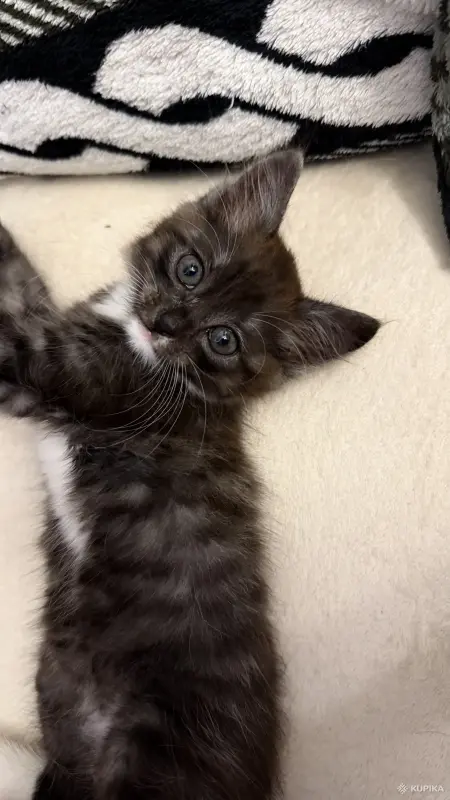 Кошки - Котёнок в добрые руки - Вся Беларусь - Фото 3 Котёнок в добрые руки - Вся Беларусь - 262409 - Доска объявлений Kupika.by - Фото 3