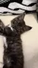 Кошки - Котёнок в добрые руки - Вся Беларусь - Фото 3 Котёнок в добрые руки - Вся Беларусь - 262409 - Доска объявлений Kupika.by - Фото 3