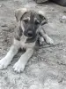 Щенки - Вся Беларусь - 260920 - Доска объявлений Kupika.by