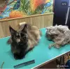 Грумер / груминг кошек - Вся Беларусь - 261134 - Доска объявлений Kupika.by - Фото 4