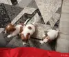 Щенки Джек-рассел-терьера - Вся Беларусь - 261620 - Доска объявлений Kupika.by - Фото 9