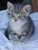 Кошкины детки - Городея - 261303 - Доска объявлений Kupika.by