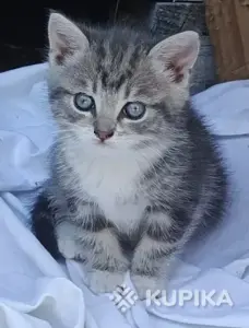 Кошкины детки