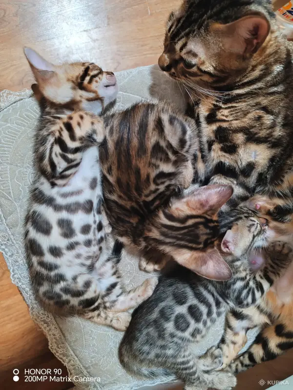 Бенгальские котята
