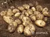 Картофель с доставкой Минск 40 кг | korneplod.by - Вся Беларусь - 262793 - Доска объявлений Kupika.by - Фото 3