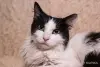 Кошки - Интеллигентный котик Бельчонок в дар - Вся Беларусь Интеллигентный котик Бельчонок в дар - Вся Беларусь - 262950 - Доска объявлений Kupika.by