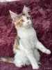 Мейн-кун девочка - Вся Беларусь - 262457 - Доска объявлений Kupika.by - Фото 4