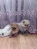 Собаки - Шпицы померанского шпица - Вся Беларусь - Фото 6 Шпицы померанского шпица - Вся Беларусь - 262151 - Доска объявлений Kupika.by - Фото 6