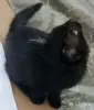 Кошки - Счастье в дом. котенок - Вся Беларусь - Фото 4 Счастье в дом. котенок - Вся Беларусь - 261307 - Доска объявлений Kupika.by - Фото 4