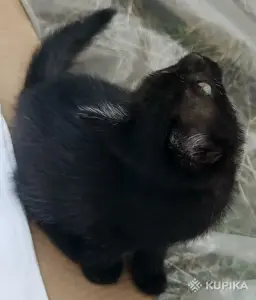 Кошкины детки
