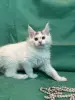Кошки - Мейн-куны котята - Вся Беларусь - Фото 2 Мейн-куны котята - Вся Беларусь - 262506 - Доска объявлений Kupika.by - Фото 2