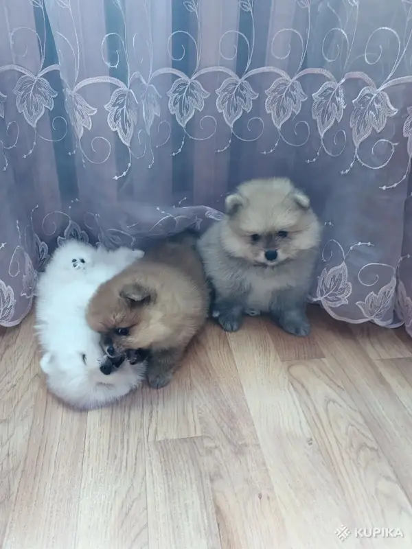Собаки - Шпицы померанского шпица - Вся Беларусь - Фото 3 Шпицы померанского шпица - Вся Беларусь - 262151 - Доска объявлений Kupika.by - Фото 3