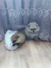 Собаки - Шпицы померанского шпица - Вся Беларусь - Фото 3 Шпицы померанского шпица - Вся Беларусь - 262151 - Доска объявлений Kupika.by - Фото 3