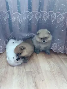 Шпицы померанского шпица