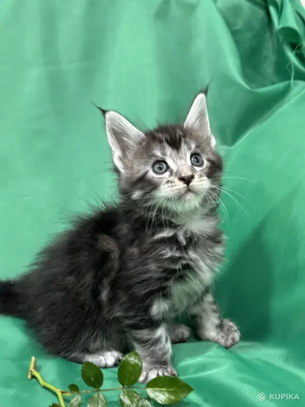 Кошки - Мейн-кун котята - Вся Беларусь Мейн-кун котята - Вся Беларусь - 261741 - Доска объявлений Kupika.by