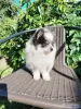 Померанский шпиц, щенок девочка, очень редкий необычный окрас! - Вся Беларусь - 261107 - Доска объявлений Kupika.by - Фото 9