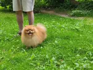 Шпиц шикарный мишка.
