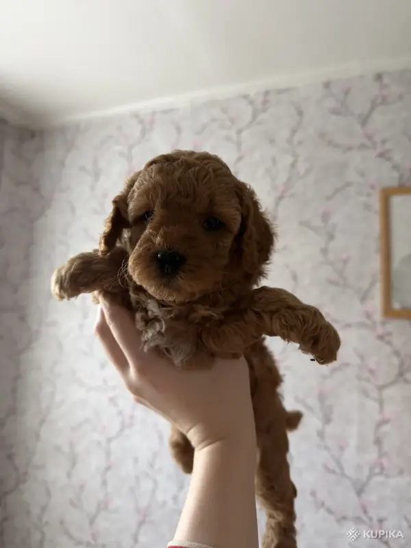 Щенки карликового-пуделя - Вся Беларусь - 260882 - Доска объявлений Kupika.by - Фото 2