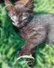 Кошки - котёнок - Вся Беларусь котёнок - Вся Беларусь - 261472 - Доска объявлений Kupika.by