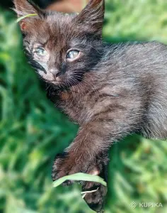 котёнок