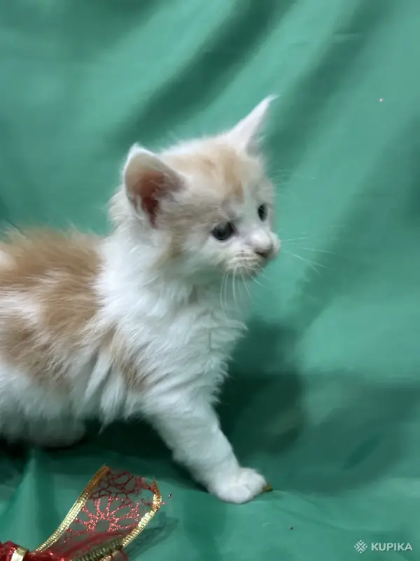 Кошки - Мейн-кун котята - Вся Беларусь - Фото 7 Мейн-кун котята - Вся Беларусь - 261741 - Доска объявлений Kupika.by - Фото 7