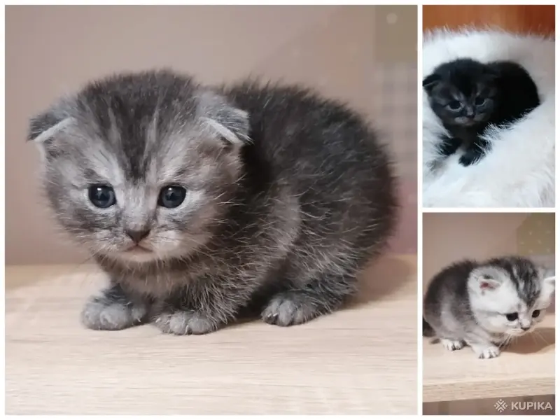Кошки - Котята шотландские - Вся Беларусь - Фото 4 Котята шотландские - Вся Беларусь - 261537 - Доска объявлений Kupika.by - Фото 4