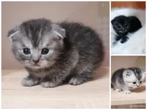 Котята шотландские