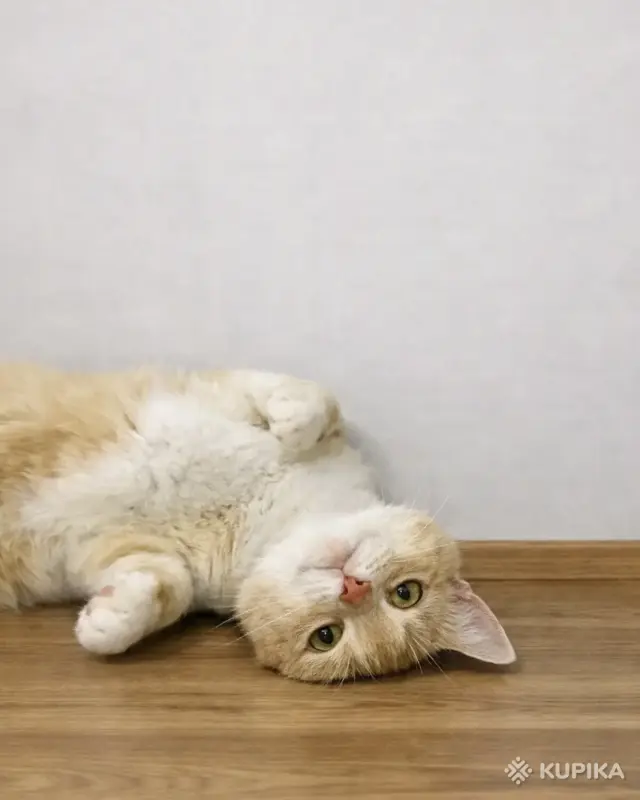 Кошки - Кошечка ищет дом - Вся Беларусь - Фото 3 Кошечка ищет дом - Вся Беларусь - 260898 - Доска объявлений Kupika.by - Фото 3