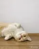 Кошки - Кошечка ищет дом - Вся Беларусь - Фото 3 Кошечка ищет дом - Вся Беларусь - 260898 - Доска объявлений Kupika.by - Фото 3