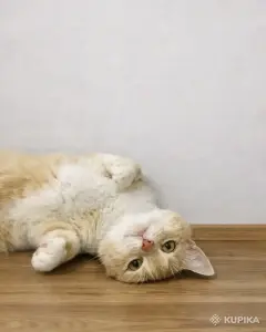 Кошечка ищет дом
