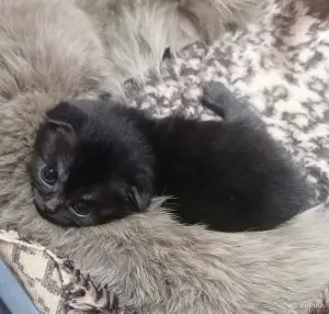 Котята шотландские