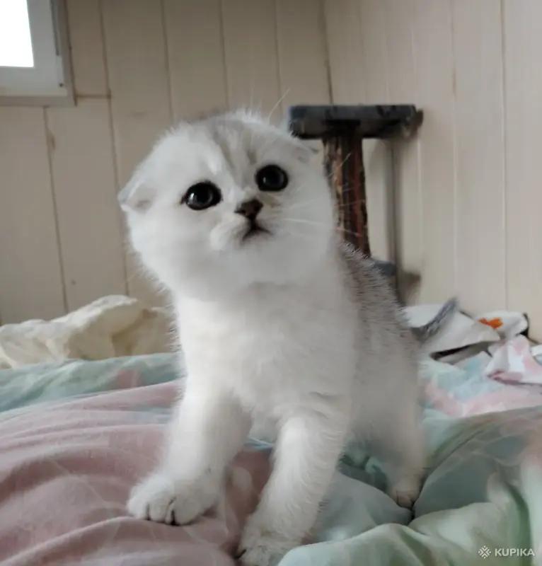 Кошки - Шотландская кошечка, котенок. - Вся Беларусь - Фото 2 Шотландская кошечка, котенок. - Вся Беларусь - 262570 - Доска объявлений Kupika.by - Фото 2