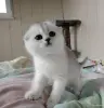 Кошки - Шотландская кошечка, котенок. - Вся Беларусь - Фото 2 Шотландская кошечка, котенок. - Вся Беларусь - 262570 - Доска объявлений Kupika.by - Фото 2