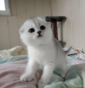 Шотландская кошечка, котенок.
