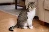 Умный и добрый кот Ромка в дар - Вся Беларусь - 263243 - Доска объявлений Kupika.by - Фото 7