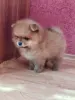 Собаки - Девочка померанский шпиц - Вся Беларусь - Фото 4 Девочка померанский шпиц - Вся Беларусь - 262510 - Доска объявлений Kupika.by - Фото 4