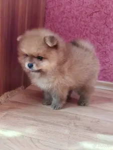 Девочка померанский шпиц