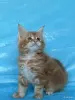 Кошки - Мейн-кун котята - Вся Беларусь Мейн-кун котята - Вся Беларусь - 262554 - Доска объявлений Kupika.by