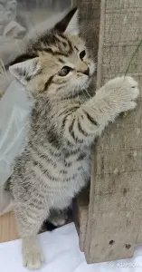 Кошкины детки