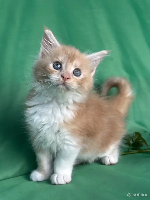 Кошки - Мейн-кун котята - Вся Беларусь - Фото 11 Мейн-кун котята - Вся Беларусь - 261741 - Доска объявлений Kupika.by - Фото 11