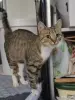 Кошечка подросток в дар - Вся Беларусь - 261160 - Доска объявлений Kupika.by