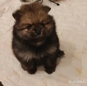 Супер мини девочка померанский шпиц