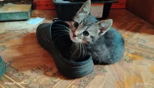 Милые Котята мальчики ищут свой дом.