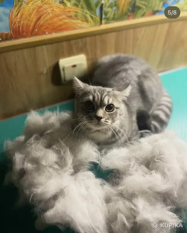 Грумер / груминг кошек