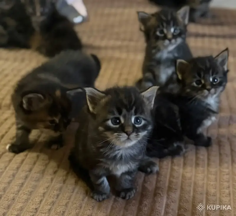 Котята-мейнкун - Вся Беларусь - 261034 - Доска объявлений Kupika.by - Фото 7