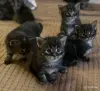 Котята-мейнкун - Вся Беларусь - 261034 - Доска объявлений Kupika.by - Фото 7