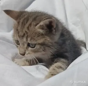 Кошкины детки
