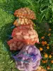 Семена и луковицы - Картофель Розовый дар , Фиолетовая удача, Голубой дунай - Желудок - Фото 2 Картофель Розовый дар , Фиолетовая удача, Голубой дунай - Желудок - 260853 - Доска объявлений Kupika.by - Фото 2