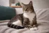 Кошки - Замечательная кошечка Лучик в дар - Вся Беларусь Замечательная кошечка Лучик в дар - Вся Беларусь - 263241 - Доска объявлений Kupika.by